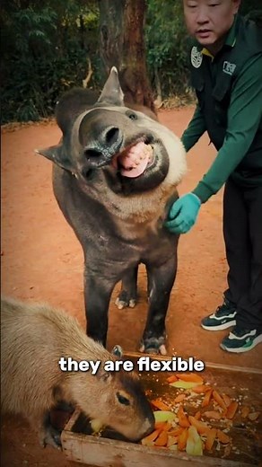 Meet The Gentle Giants of Brazil – The Amazing Tapirs! 🦣🌿
