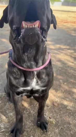 5.5K views · 208 reactions |  Meet Jersey!  Just over a year old, this gorgeous Cane Corso is dog-friendly, loves walks, and never meets a stranger! Abandoned in Stockton, CA, but still the sweetest girl you’ll ever meet.  Looking for a playful, loyal 4-legged friend? Jersey’s ready!   AZ Mastiff Rescue  www.azmastiffrescue.com #AdoptDontShop #AzMastiffRescue #RescueDog #CaneCorso #DogFriendly #ForeverHome | AZ Mastiff Rescue | Facebook