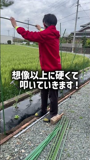 【農業日記#13】初めての支柱立て。想像以上の硬さに大苦戦…！
