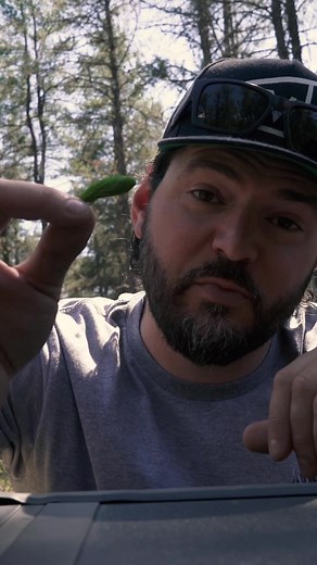 How to Make Wild Spruce Tip Chimichurri | Foraged Food Recipe