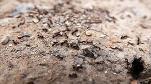 Ants entering its anthill - Free Stock Video