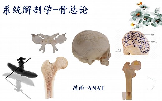 系统解剖学-骨学总论（骨膜、骨松质、骨密质、滋养动脉）