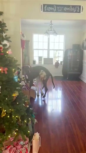 Funny Dogs Playing Games#dog#funny#funnyanimals#funnypets#animals