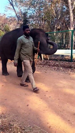 Baby elephant #cutebabyelephant #animals #cute