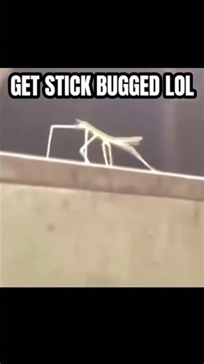 GET STICK BUGGED LOL og meme #meme #shorts ￼
