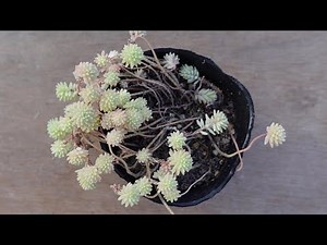 #211【このセダム、もりもりに復活します】簡単です。仕立て直せば秋にはモリモリ。