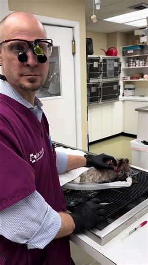 Full mouth extraction here we come!! #dogsoftiktok #doglover #dogdental #dogdentalhealth #dogdentalcare