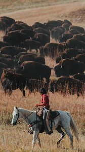 408 reactions · 87 shares | Feel the thunder at the Annual Custer State Park Buffalo Roundup on Friday, September 27!  Stay tuned for updates and information on how to watch the live stream of the Roundup. Send this to someone who needs to save the date! 怜 (: Andy Austin - Photographer) | Travel South Dakota | Facebook