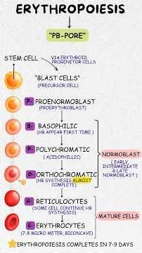Erythropoiesis Made Easy | Best Mnemonic Trick to Remember RBC Formation