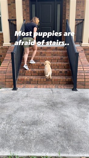 ➡️Puppies are still developing their motor skills and often do not have the coordination to navigate stairs. ➡️Their depth perception is also not fully developed and they may not be able to judge the height and spacing of the stairs. ✅And remember EVERY set of stairs is different!!!! ⭐️⭐️The pups here had no issues initiating engagement with the stairs. I just stayed close putting myself next to them to take away the line of sight of the full view of the stairs up or down. ➡️Puppies that will no