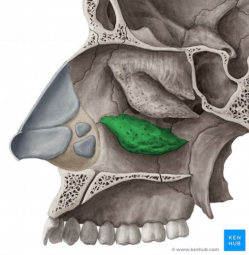 Concha nasalis inferior (Untere Nasenmuschel)