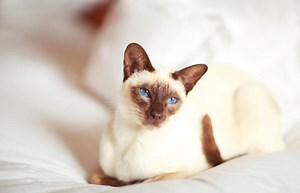 11 Wild Siamese Cat Facts That Are Oh-So-Cool | LoveToKnow Pets