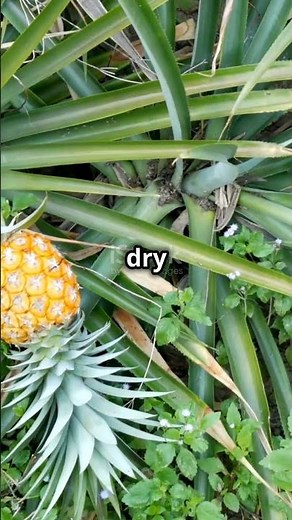 Grow Pineapples at Home: From Day 1 to Harvest!
