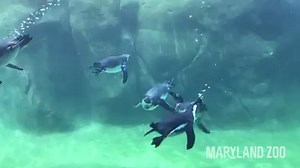 9.1K views · 664 reactions | Sometimes you just need to slow down and enjoy the view  | The Maryland Zoo in Baltimore | Facebook