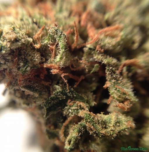 Moby Dick | Marijuana Strain Reviews