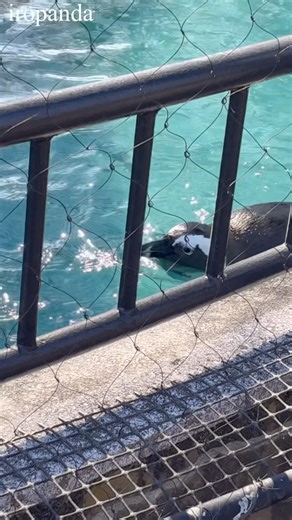 【恩賜上野動物園】目の前でスイスイ泳いでくれたケープペンギン🐧【2026/1/8】