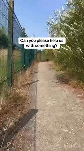 Can you help us help Crumble? 🐶🤞 Like, comment, share - anything helps! She is at Dogs Trust Basildon and you can read more about her here: https://bit.ly/3Z0OJnU [Video description: Crumble is a medium-sized brown dog who is filmed running around, playing with his carer, going on walks and doing training.] | Dogs Trust