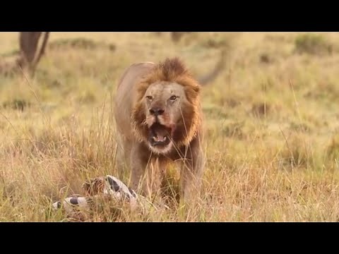 male lion roar and attack guarding his food against jackal and lioness video