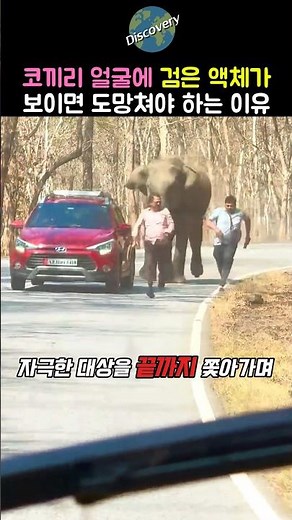 코끼리 얼굴에 검은 액체가 보이면 즉시 도망쳐야하는 이유