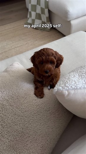 Lilo The Cockapoo on Instagram: "throwback to our puppy’s first day at home!! what a crazy year it’s been… let’s make 2026 a good one 🐶🤍 #cockapooworld #cockapooclub #cockapoopuppy #puppydays #puppythings"