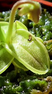 Pinguicula plant 🤯 #shorts #facts #viralreelsfb #Amazing #pinguicula #plants | Facts Hub