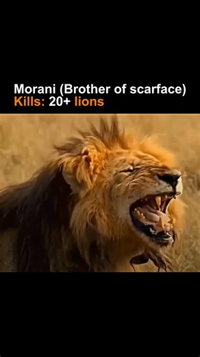 Lions that can beat scarface #shorts #viral #youtube