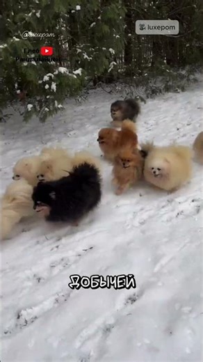 Оператор Думал Он в Безопасности 😅