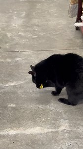 4.8K views · 1K reactions | Boo thinks springs are so much fun! What are your cats favorite toys??  #toys #playtime #sofun #boo #adorable #catlovers #catscatscats #furballs #cats_of_world #furballfarmcatsanctuary | Furball Farm Cat Sanctuary | Facebook