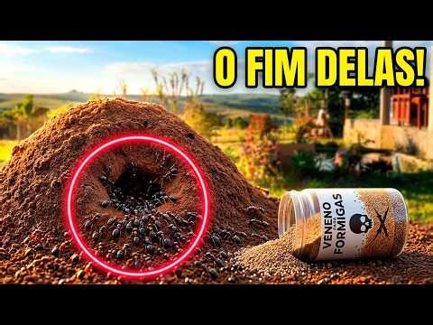 Achamos A Solução Para As Formigas? | Do Sonho à Realidade: Construindo Nosso Sonho SÍTIO DO ZERO!