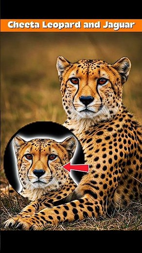 Cheetah vs Leopard vs Jaguar