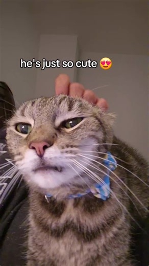 Cute Aggression Level 10: Adorable Tabby Cat Moments