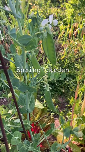 Neglected but happy spring garden! Enough to feed me 💛 Can’t believe Summer will come in one week! Our morning is sill cold!! | Cooking With Koji