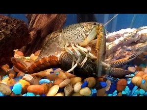 Crayfish mating