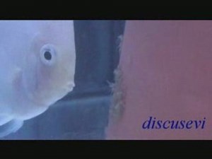 Snow White Discus ( discusevi )
