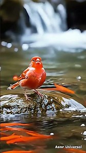 Red Canary Beside the Crystal River – Hypnotic Singing in Nature #shorts