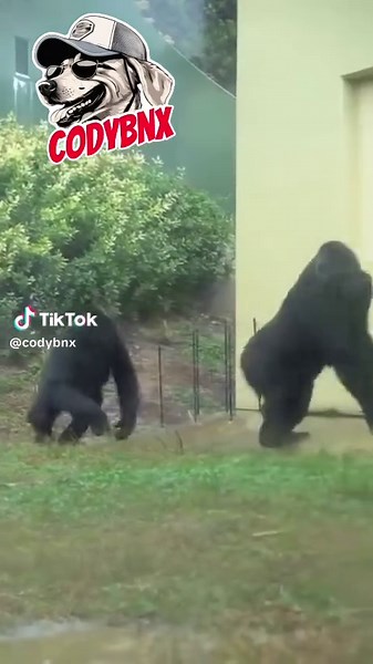 Codybnx (@codybnx)’s videos with original sound - Codybnx