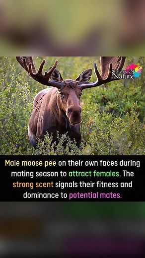 80K views · 2.6K reactions | Male moose | Colors Of Nature | Facebook