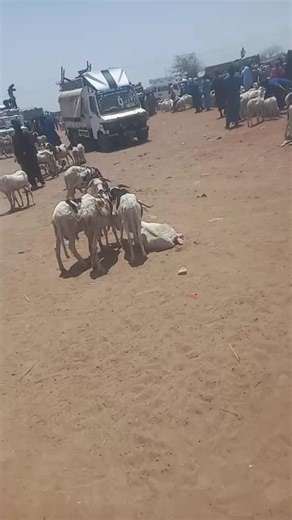 Vidéos de Daoda Sow (@daoda.sow2) avec son original - Daoda Sow