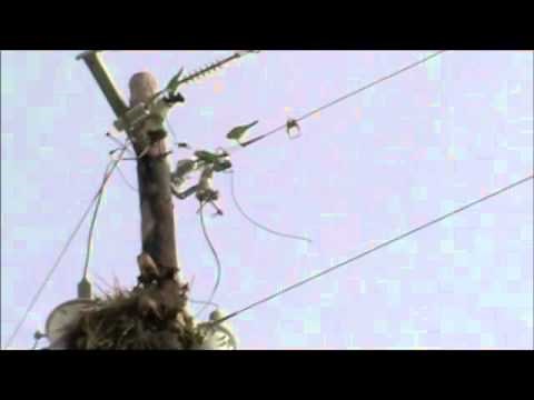 The Wild Quaker Parrots Of Texas