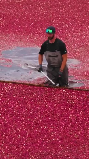 The Terrifying Reality of Cranberry Harvest Jobs