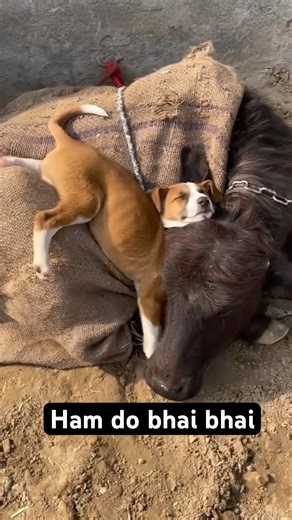 इन दोनों की पागल पाँति देखो #doglove #funny #comedy #viral #trending #sorts