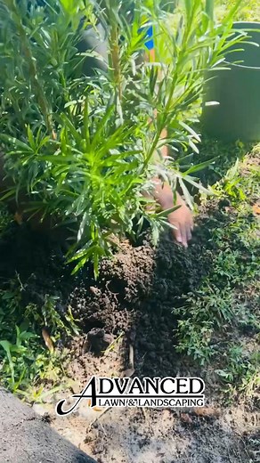 Podocarpus is one of Florida’s favorite choices for natural borders  It grows thick, stays green year-round, and adds a clean, polished look to any space. It’s perfect for creating privacy without the high maintenance! Call us for a free quote 321-794-9274 | Advanced Lawn & Landscaping | Facebook