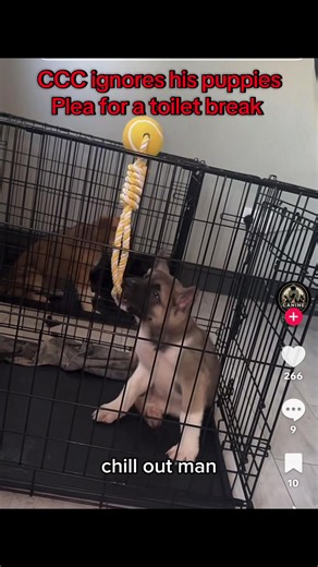 Crate training can be a good resource to have,it’s a good skill for any dog to have. But when your not allowing early morning breaks and your puppies are trying to tell you they need to go toilet and you ignore it, your setting them up for failure!#cccdogs #backtoit #fyp