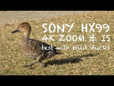 SONY HX99 | 4K ZOOM & IS test with Wild ducks