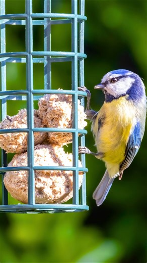 Watching Cute Birds Eating Seeds | Relaxing & Peaceful Bird Feeding in Nature