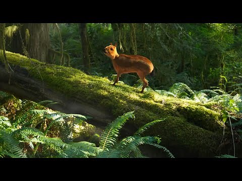 Propalaeotherium/Dawn Horse screentime in 'Equus: Story of the Horse'