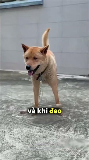 Vì sao nhiều chú chó ở Trung Quốc lại đeo chiếc vòng cổ này 🤯