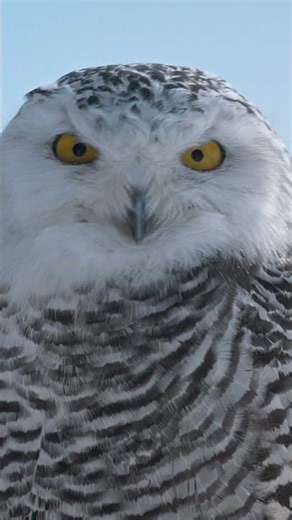 Snowy owls are built to hunt. #naturepbs #wildlife #snowyowl #owl #birds