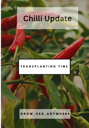 Easy Steps for Repotting Chili Plants at Home