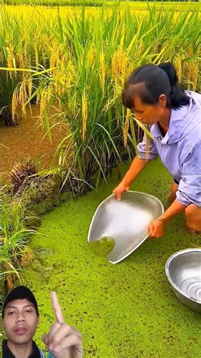 It’s very easy to catch eels here #eelcatching #catchingfish #fishing #eel #shorts